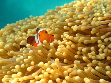 Palyaço balığı ya da tehlikede, Nemo, deniz anemon çiçeği olarak bilinen