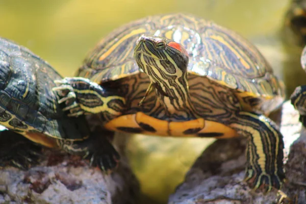 Kaplumbağa Fotoğrafı Kaplumbağa Fotoğrafı — Stok fotoğraf