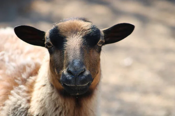 Koyun Fotoğrafı / Keçi Fotoğrafı