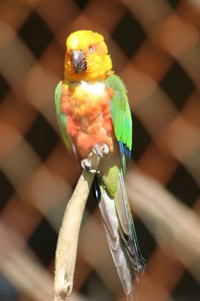 Papağan Fotoğrafı / Polly Fotoğrafı