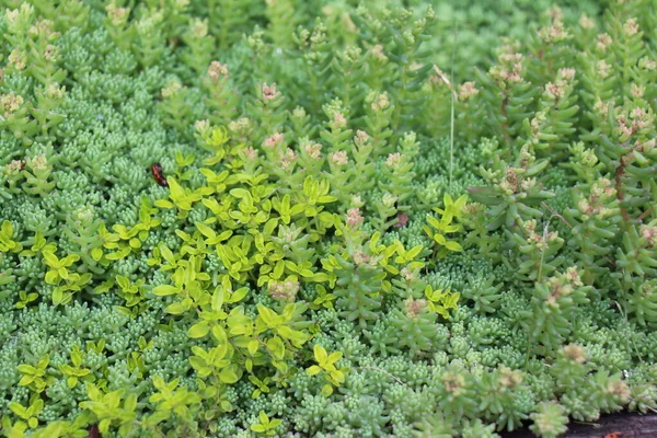 Grüner Grasteppich Kleine Käfer Auf Dem Gras Gras Wird Grün — Stockfoto