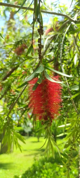 Arbre Magnifiquement Fleuri Avec Des Fleurs Pelucheuses Rouges — Photo