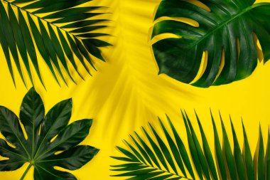 Egzotik. Sarı arka planda yalıtılmış tropik yeşil yapraklar. Satış için tasarım. Düz yerde, üst tarafta. Metninizi, resminizi ya da ilanınızı eklemek için metin boşluğu. Moda, güzellik, tatiller, tatiller, mutluluk konsepti.