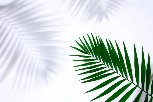 Verão Folha Tropical Verde Com Sombra Isolada Sobre Fundo Branco — Fotografia de Stock