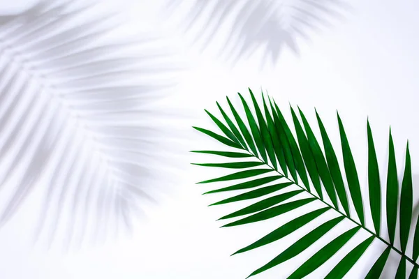 Green tropical leaf with shadow isolated on white background. Design for sales