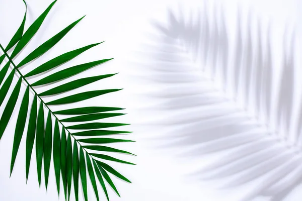 Folha de palma verde com sombra isolada no fundo azul. Design para vendas — Fotografia de Stock