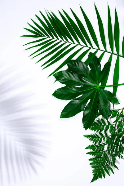 Folhas tropicais isoladas sobre fundo branco. Design para vendas — Fotografia de Stock