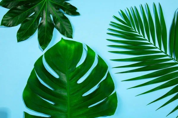Folhas tropicais isoladas em fundo azul. Design para vendas — Fotografia de Stock