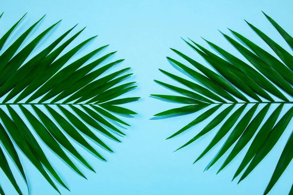 Folhas de palma isoladas em fundo azul. Design para vendas — Fotografia de Stock
