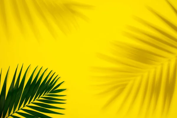 Folha de palma verde com sombra isolada no fundo amarelo. Design para vendas — Fotografia de Stock
