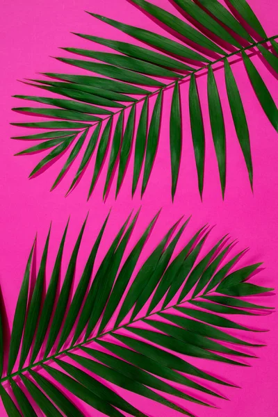 Green flat lay tropical palm leaf branches on pink background. — Stock Photo, Image