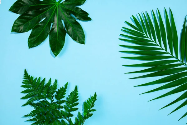 Folhas tropicais isoladas em fundo azul. Design para vendas — Fotografia de Stock