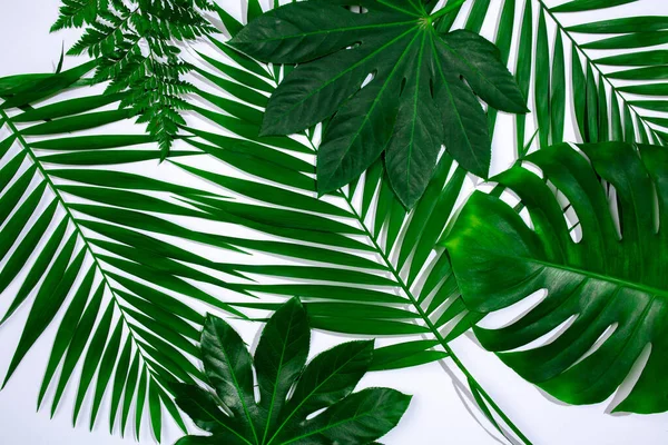 Folha verde plantas exóticas sem costura. Colagem de arte para impressão floral — Fotografia de Stock