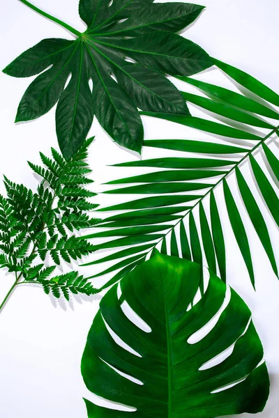 Folhas tropicais isoladas sobre fundo branco. Design para vendas — Fotografia de Stock