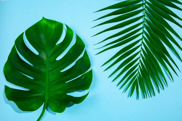 Duas folhas tropicais isoladas no fundo azul celeste. Design para vendas — Fotografia de Stock