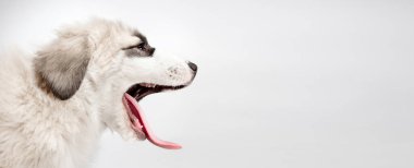 Beyaz arka planda izole edilmiş Orta Asya çoban köpeğinin portresi..