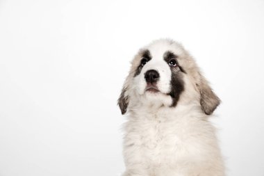 Yakın plan Orta Asyalı çoban köpeği beyaz arka planda izole edilmiş..