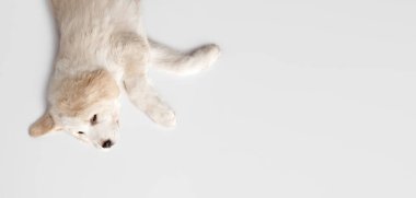 Beyaz arka planda izole edilmiş Orta Asya çoban köpeğinin portresi..