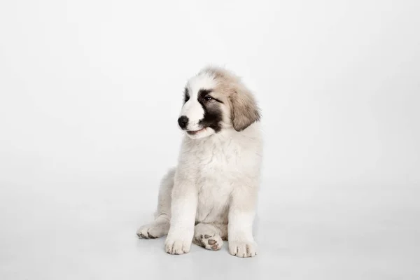 Pequeno cachorro cão pastor da Ásia Central isolado no fundo branco. — Fotografia de Stock