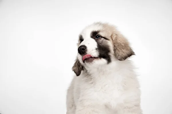 Närbild Mellanasiatiska herde hund valp isolerad på vit bakgrund. — Stockfoto