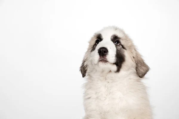 Gros plan Chien de berger moyen asiatique isolé sur fond blanc. — Photo