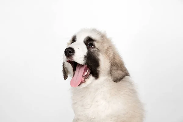 クローズアップ中央アジアの羊飼いの犬は白い背景に隔離された子犬. — ストック写真