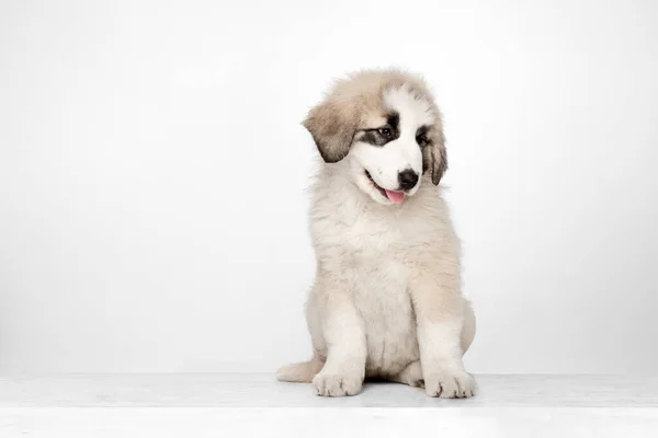 Liten centralasiatisk herde hund valp isolerad på vit bakgrund. — Stockfoto