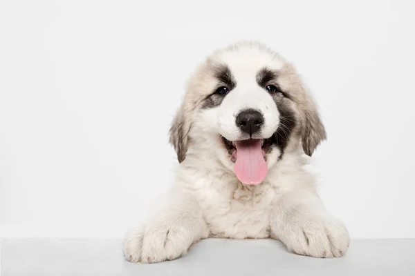 Portrait of cute Central Asian shepherd puppy isolated on white background. — Stock Photo, Image