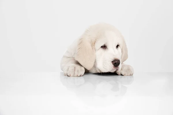 Portrait de chien de berger d'Asie centrale mignon chiot isolé sur fond blanc. — Photo