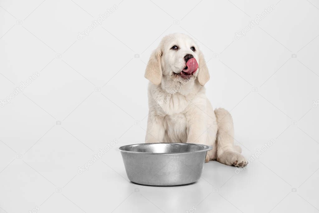 Cute puppy of Central Asian shepherd dog eating isolated on white background.