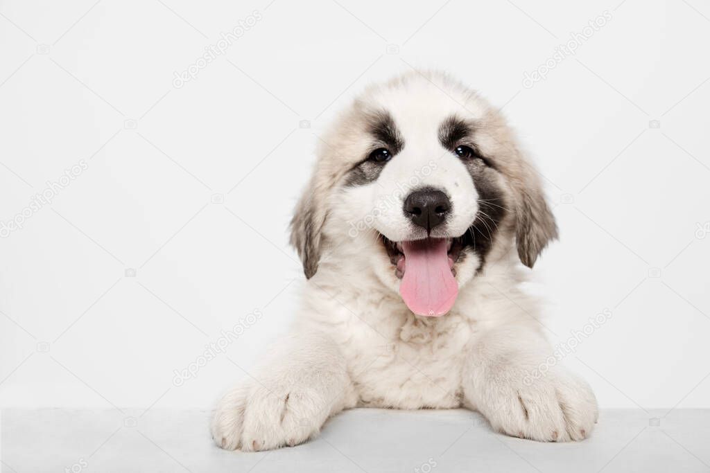 Portrait of cute Central Asian shepherd puppy isolated on white background.