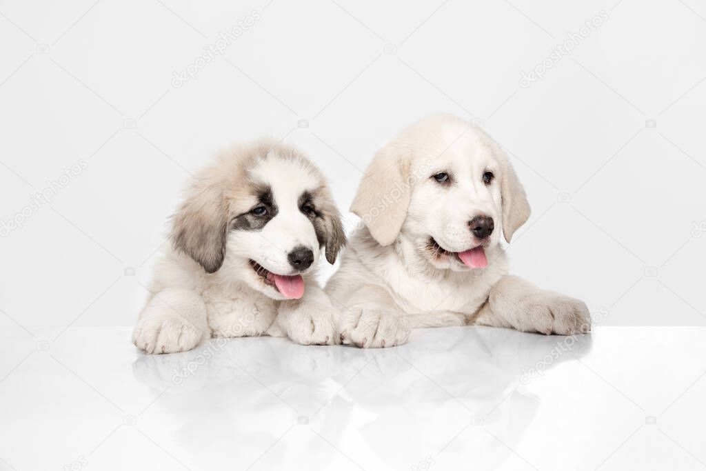 Two cute Central Asian shepherd puppies isolated on white background.