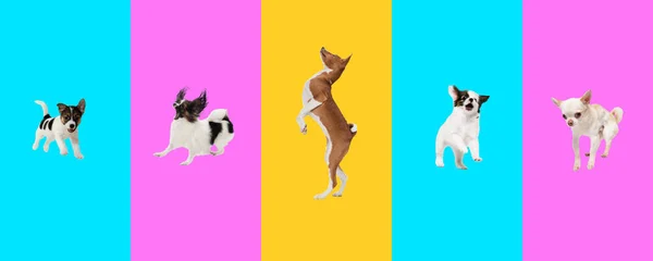Kreatív kollázs öt különböző fajtájú kutyák. Hirdetési célú szórólap. — Stock Fotó