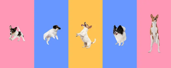 犬の5つの異なる品種の創造的なコラージュ。広告用チラシ. — ストック写真