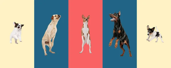 Collage of five purebred dogs playing isolated on gradient background. — Stock Photo, Image