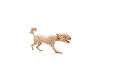 Beyaz arka planda yalnız poz veren küçük şirin bir köpek. Reklam için kopyalama alanı.