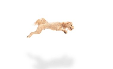 Beyaz arka planda izole edilmiş Mutlu Maltipoo köpekleri.