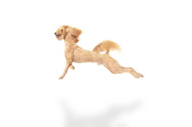 Beyaz arka planda yalnız poz veren güzel bir köpek. Reklam için kopyalama alanı.