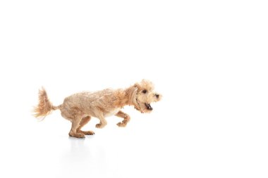 Beyaz arka planda yalnız poz veren küçük bir köpek. İlan için alanı kopyala.