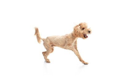 Beyaz arka planda yalnız poz veren komik küçük bir köpek. Reklam için kopyalama alanı.