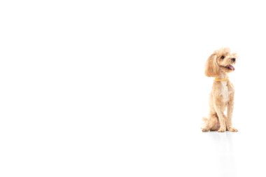 Beyaz arka planda izole edilmiş komik köpek yavrusu portresi.