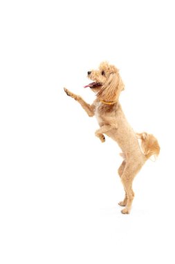 Beyaz arka planda yalnız poz veren mutlu maltipoo köpeği.