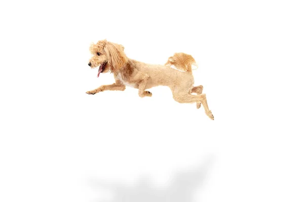 Happy maltipoo dog jumping isolated over white background. — Stock Photo, Image