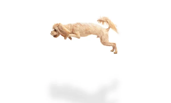 Felice cane maltipoo salto isolato su sfondo bianco. — Foto Stock