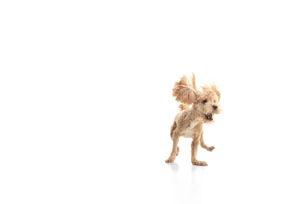 Cão pequeno bonito jogando isolado sobre fundo branco. Copyspace para anúncio. — Fotografia de Stock