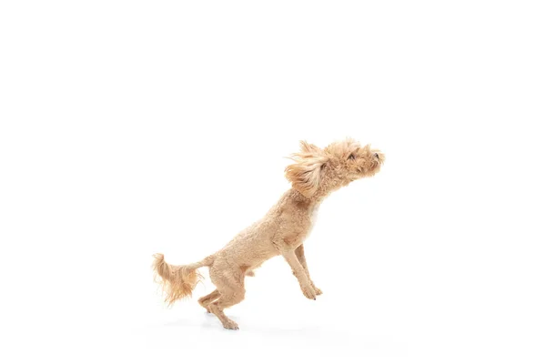 Pequenos cães de estimação posando isolados sobre fundo branco. Espaço de cópia para anúncio. — Fotografia de Stock