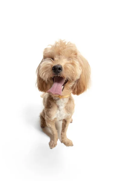 Portrait de chiot drôle de chien maltipoo isolé sur fond blanc. — Photo