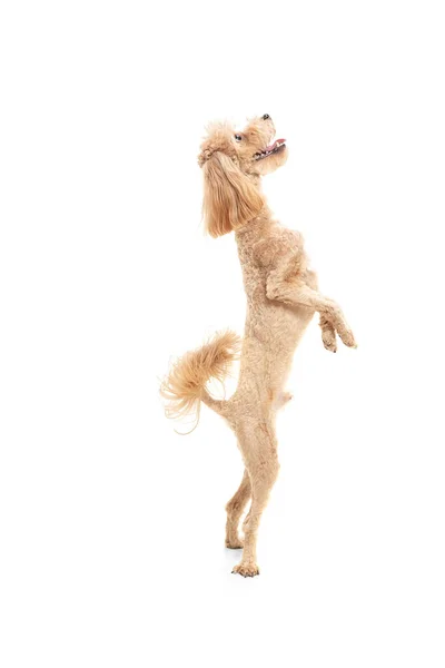 Retrato de cachorro engraçado de cão maltipoo isolado sobre fundo branco. — Fotografia de Stock