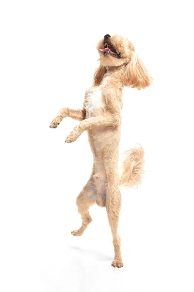 Πορτρέτο του αστείο κουτάβι της maltipoo σκυλί απομονώνονται σε λευκό φόντο. — Φωτογραφία Αρχείου