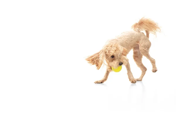 흰 바탕에 고립 된 채놀고 있는 귀여운 개가 있다. 광고를 위한 복사 공간. — 스톡 사진